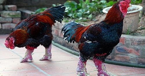 Những giống gà quý hiếm ở Việt Nam